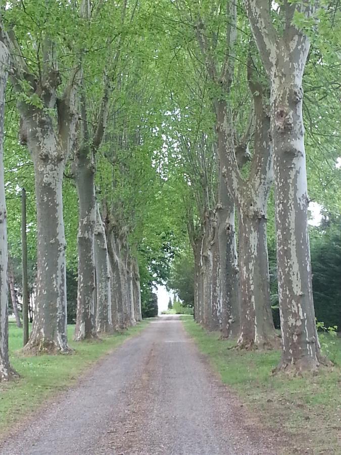 Orangerie Du Chateau Marith - Domaine Avec Piscine Clairac  Exterior foto
